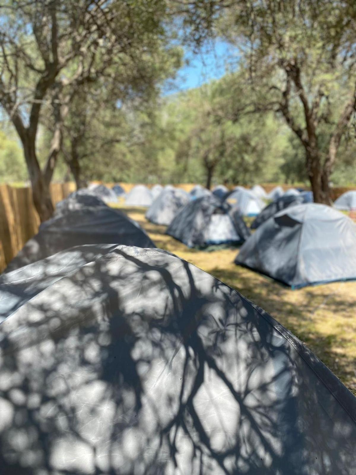 Campsite Olive *