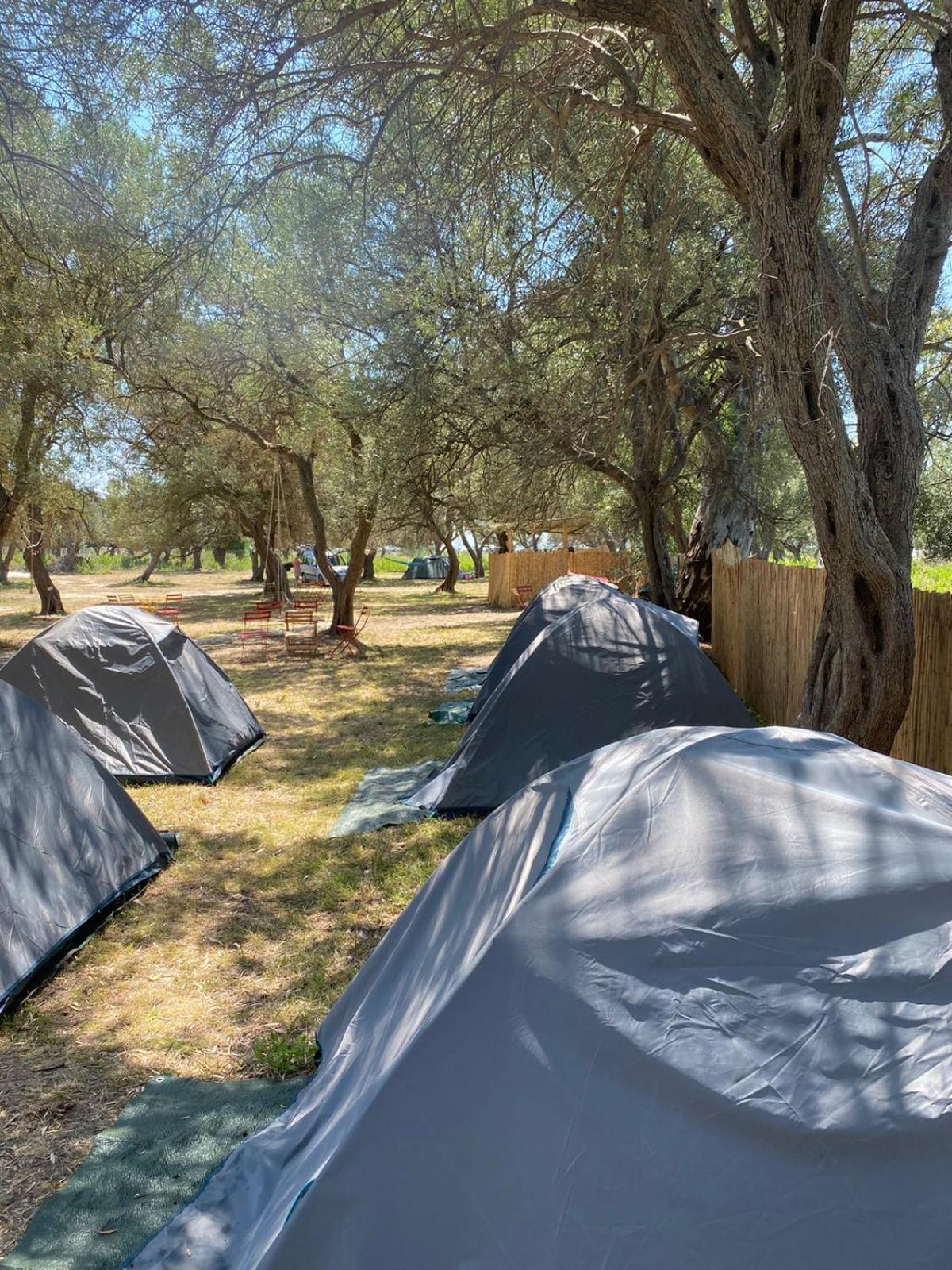 Olive Campsite Borsh