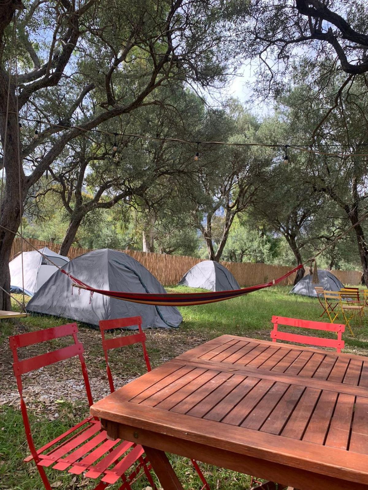 Campsite Olive Borsh